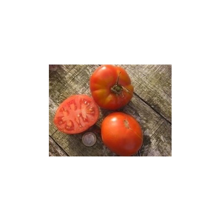 tomate Aurora (semillas ecolÃ³gicas)