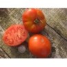 tomate Aurora (semillas ecolÃ³gicas)