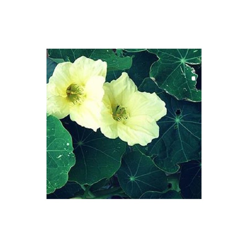 Capuchina Milkmaid - semillas sin tratamiento