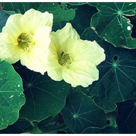 Capuchina Milkmaid - semillas sin tratamiento