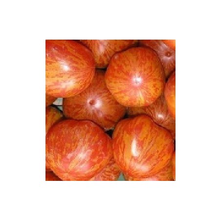 tomate tigerella - semillas no tratadas