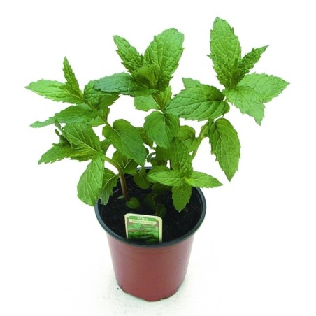 Menta Piperita