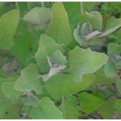 huauzontle (Chenopodium berlandieri) semillas ecolÃ³gicas