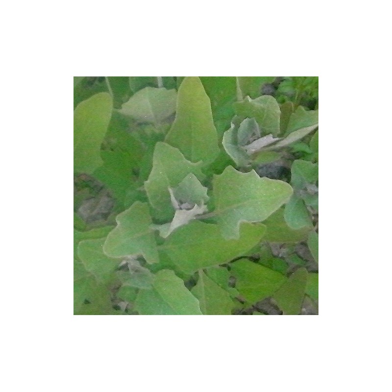 huauzontle (Chenopodium berlandieri) semillas ecolÃ³gicas