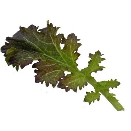 mostaza oak fire (semillas ecolÃ³gicas)