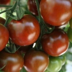 tomate Sunchocola - cherry negro F1
