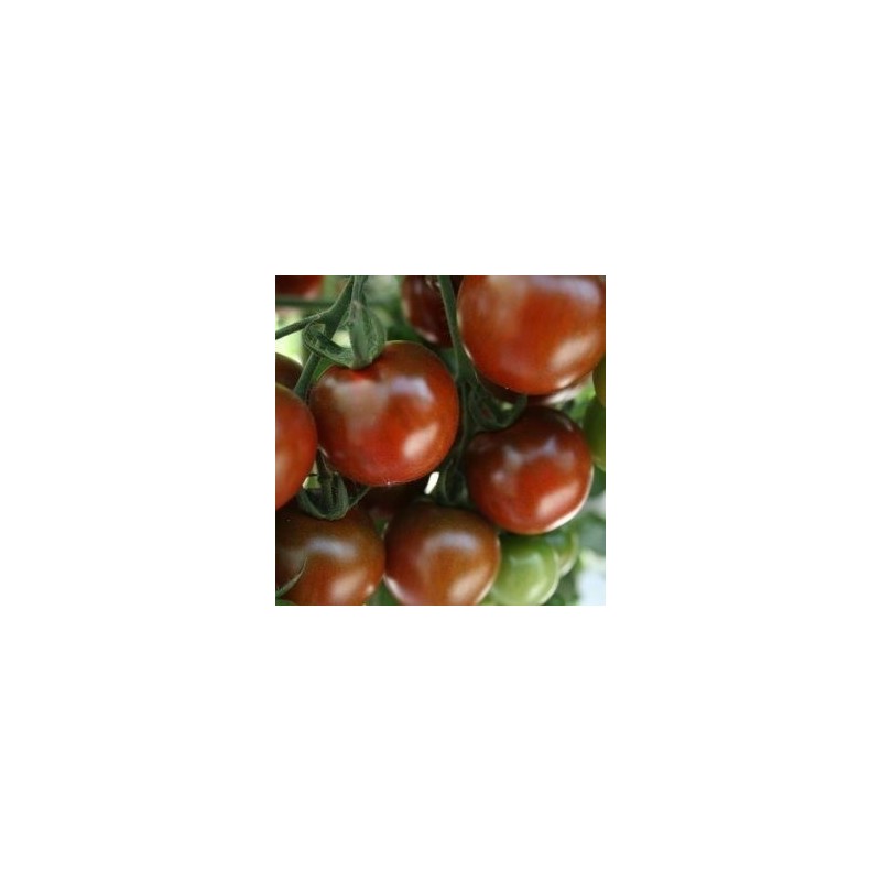 tomate Sunchocola - cherry negro F1