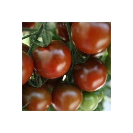 tomate Sunchocola - cherry negro F1