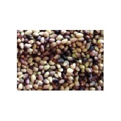 trebol rojo (semillas para germinar)