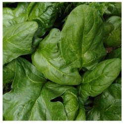 Espinaca viroflay - semillas no tratadas