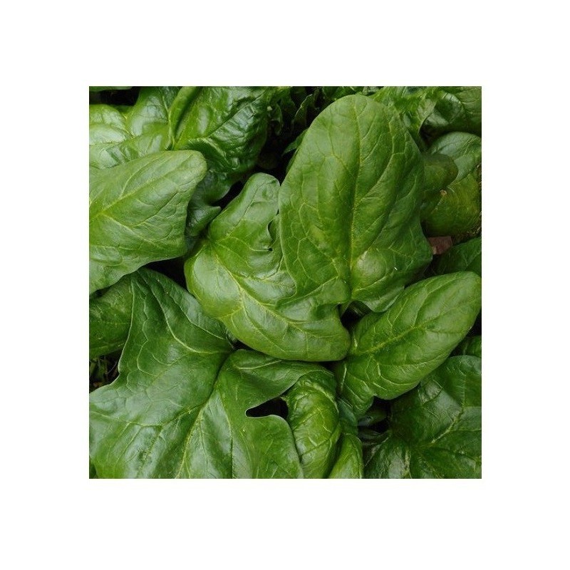 Espinaca viroflay - semillas no tratadas