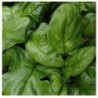 Espinaca viroflay - semillas no tratadas