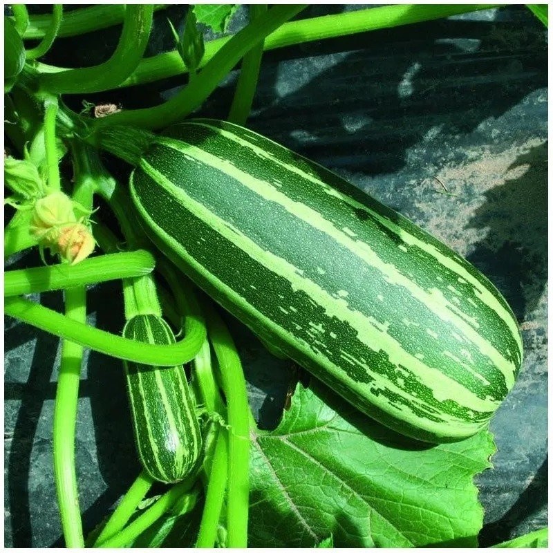 CalabacÃ­n bush baby F1 - no tratadas