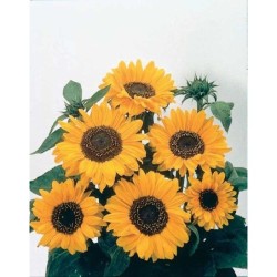 girasol soraya - semillas no tratadas