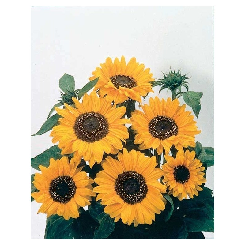 girasol soraya - semillas no tratadas