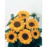 girasol soraya - semillas no tratadas