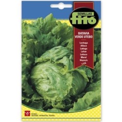 lechuga batavia verde utebo - semillas FitÃ³