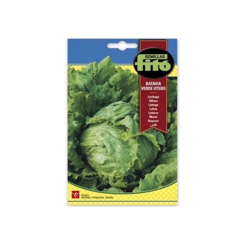 lechuga batavia verde utebo - semillas FitÃ³