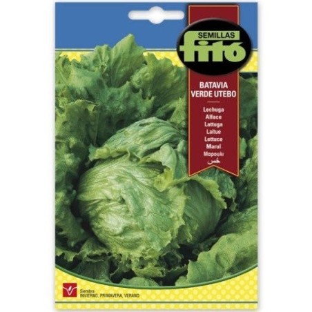 lechuga batavia verde utebo - semillas FitÃ³