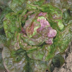 Lechuga Marvel of Four Seasons (Semillas no tratadas)