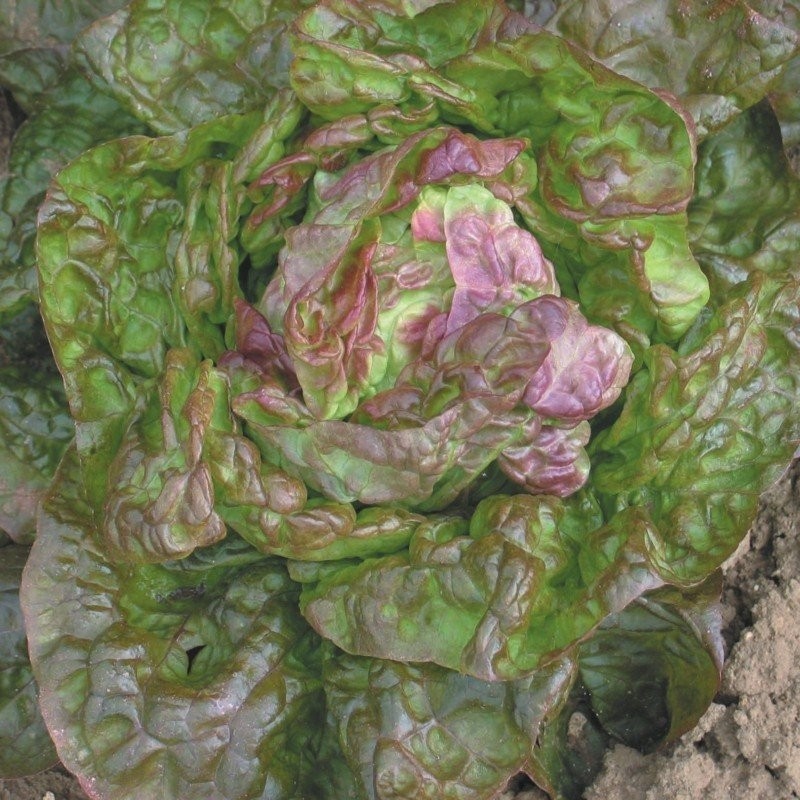 Lechuga Marvel of Four Seasons (Semillas no tratadas)