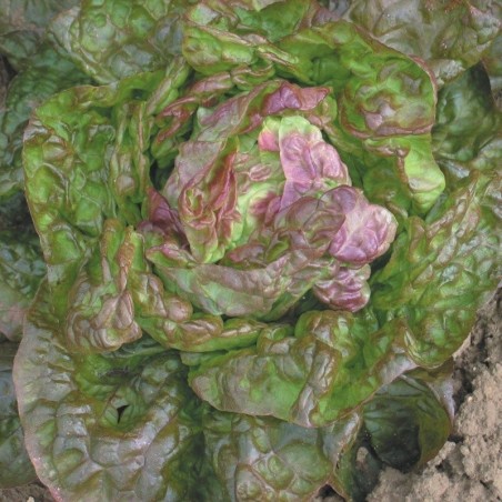 Lechuga Marvel of Four Seasons (Semillas no tratadas)