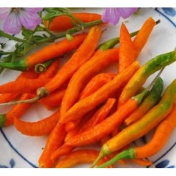 guindilla naranja tailandesa