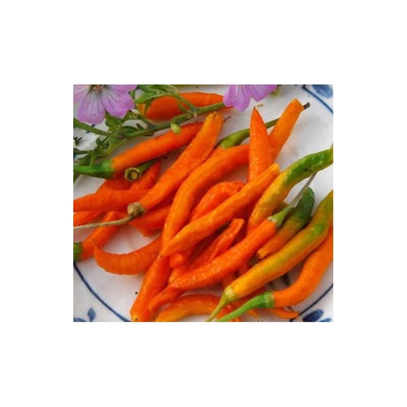 guindilla naranja tailandesa