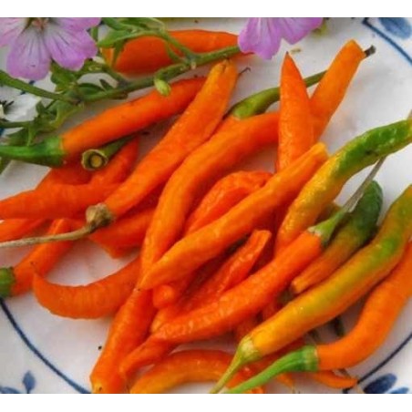 guindilla naranja tailandesa