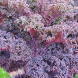 Kale Rizada Morada - semillas no tratadas