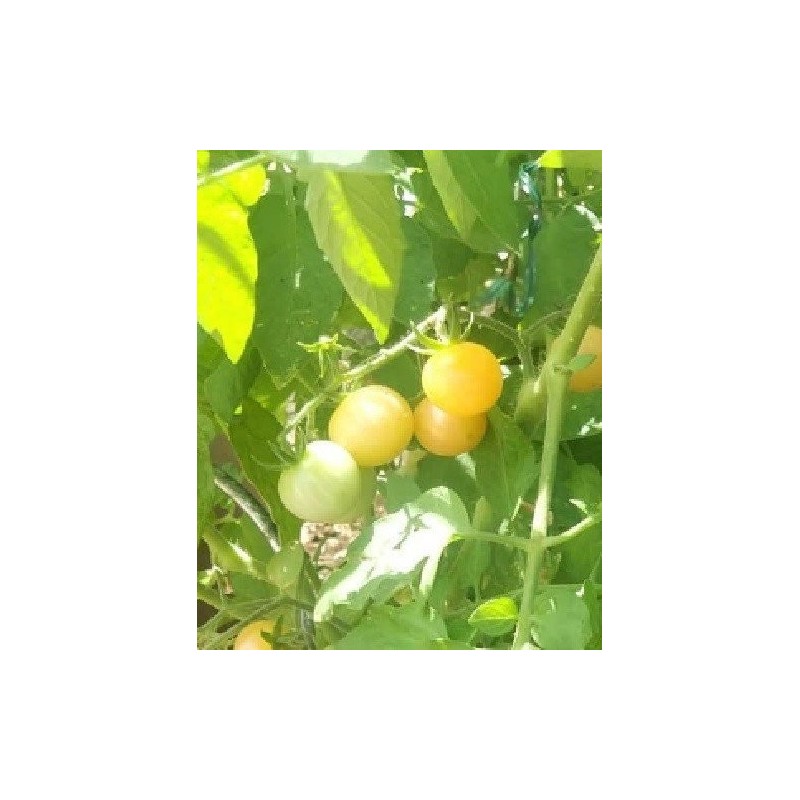 Tomate Mirabelle blanche - semillas no tratadas