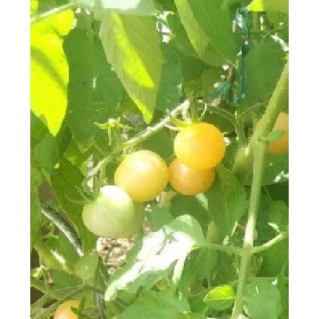 Tomate Mirabelle blanche - semillas no tratadas