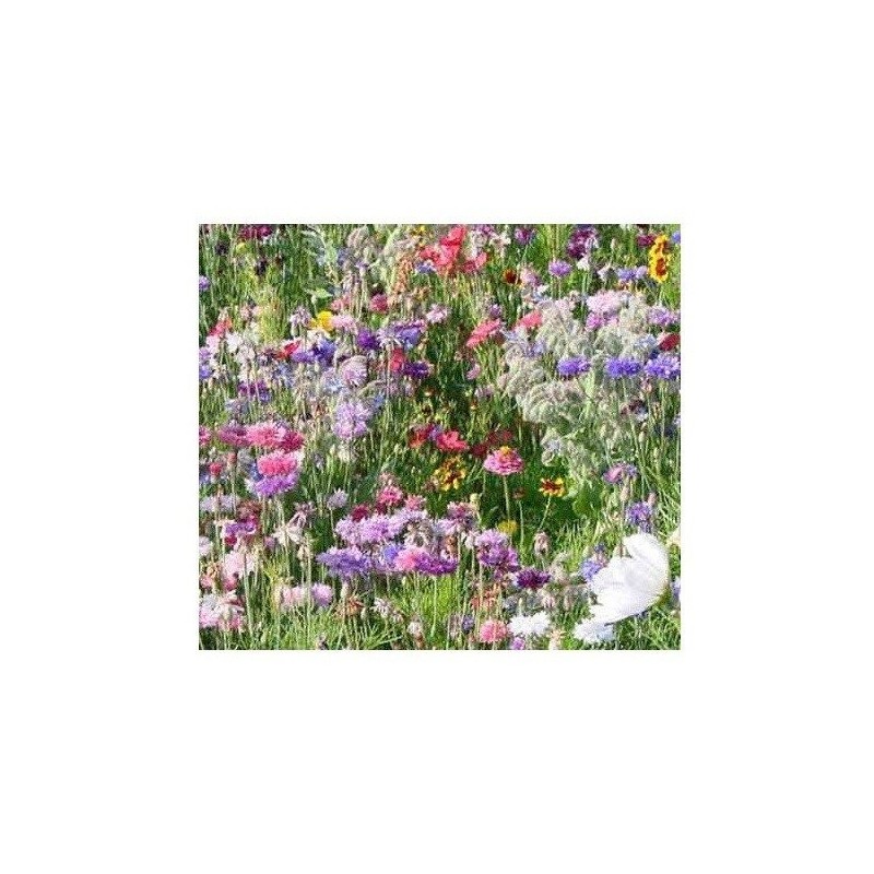 flores para las abejas (semillas ecolÃ³gicas)