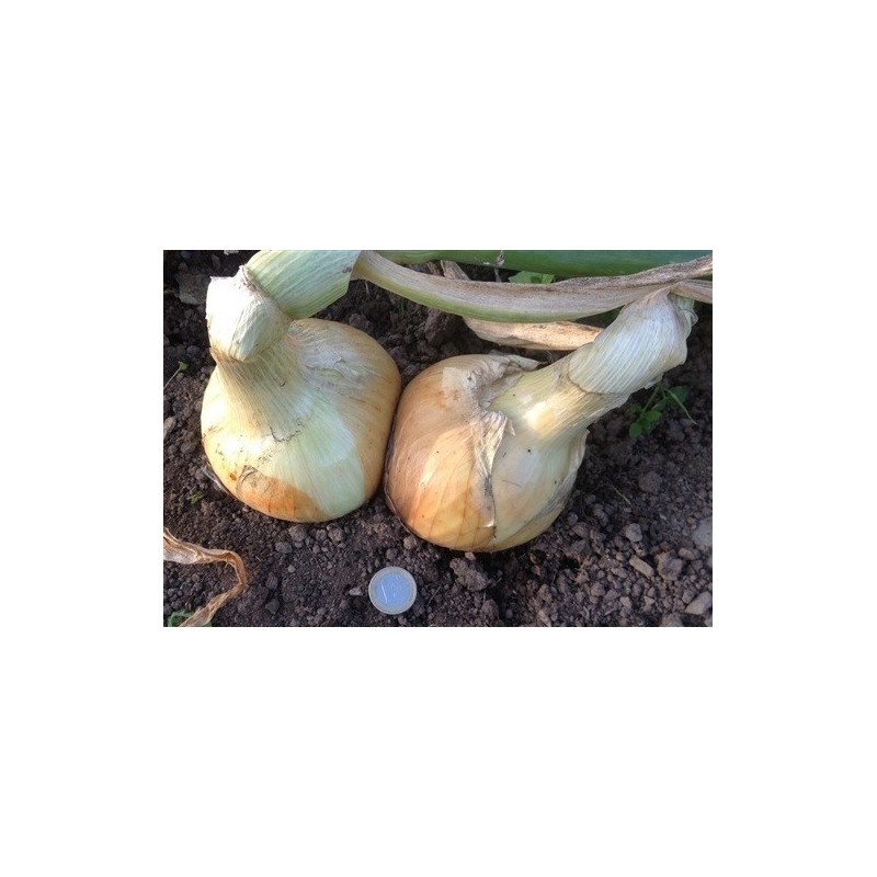 cebolla Ailsa Craig - semillas ecolÃ³gicas