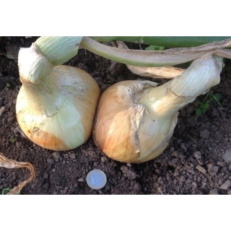 cebolla Ailsa Craig - semillas ecolÃ³gicas