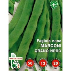 judÃ­a marconi grano negro (Coco Noir Starazogorski) - semillas ecologicas