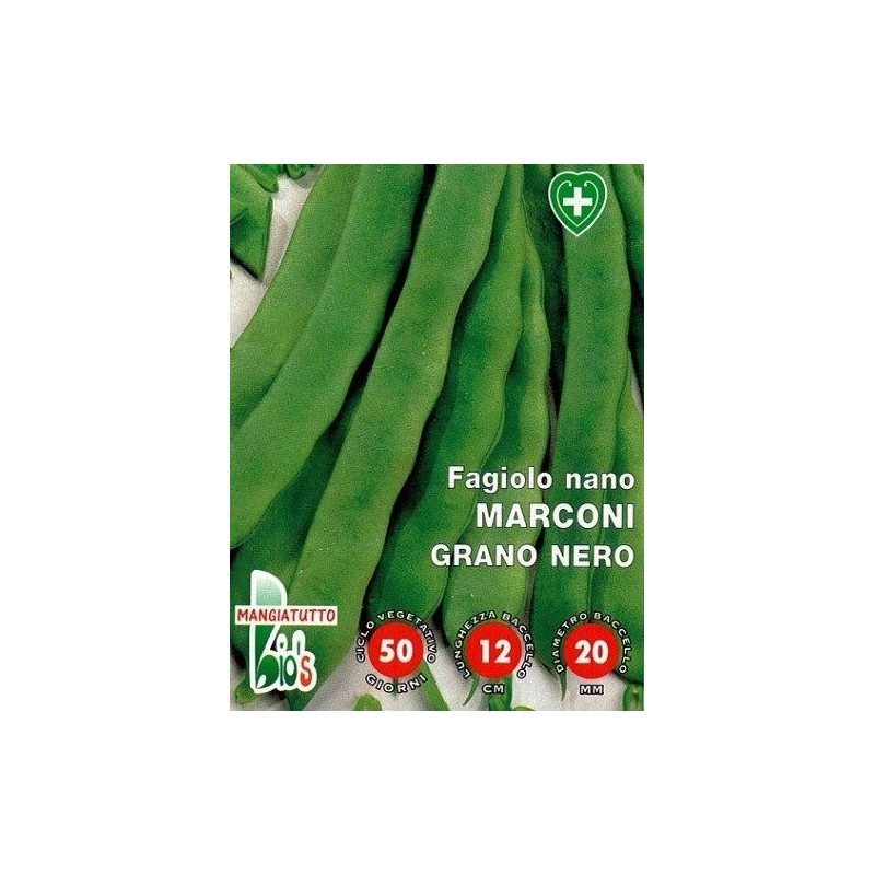 judÃ­a marconi grano negro (Coco Noir Starazogorski) - semillas ecologicas