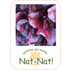 Acelga Roja Blood Red