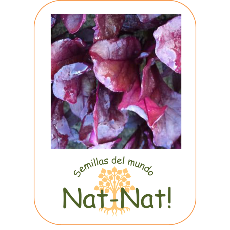 Acelga Roja Blood Red