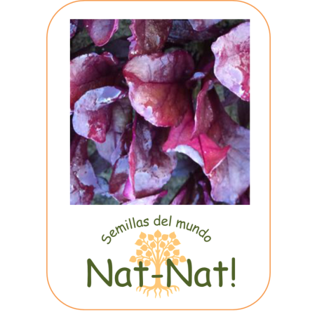 Acelga Roja Blood Red