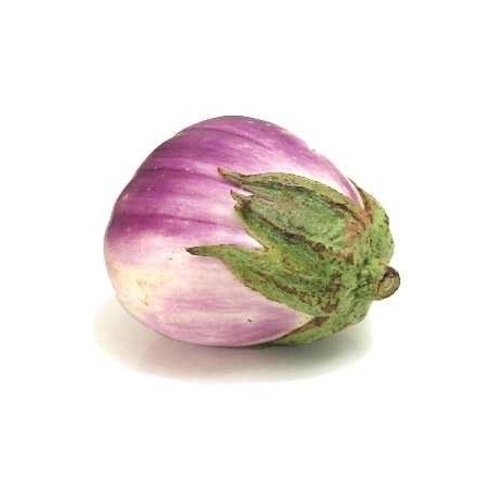 Berenjena Rosa Bianca - semillas no tratadas