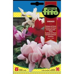 ciclamen de persia variado