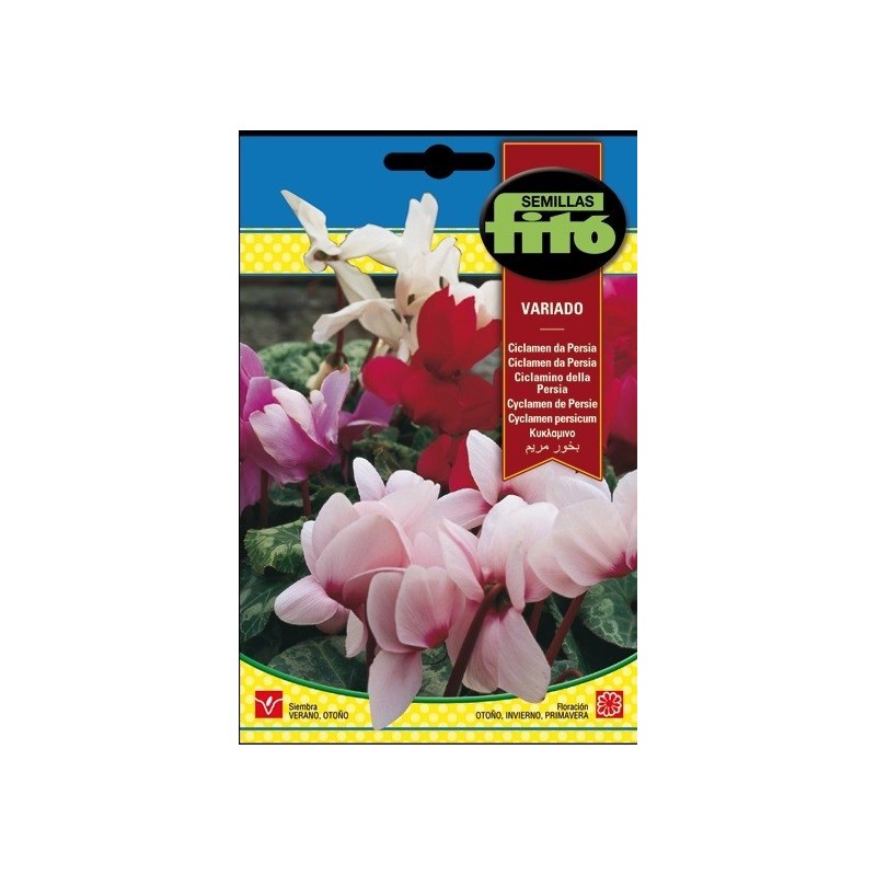 ciclamen de persia variado