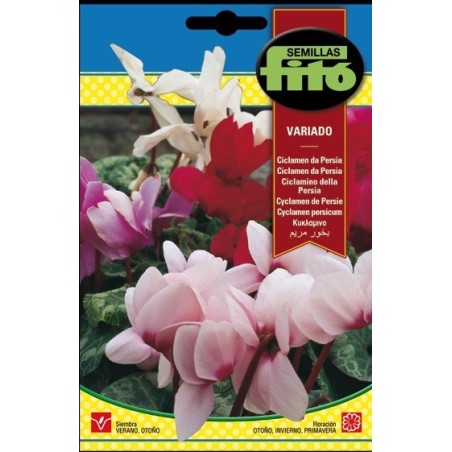 ciclamen de persia variado