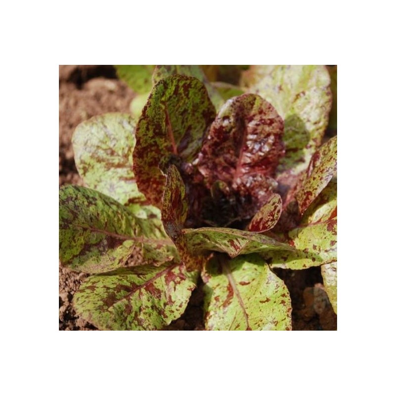 lechuga forellenschluss - semillas no tratada