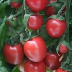 tomate Sunpeach - cherry F1