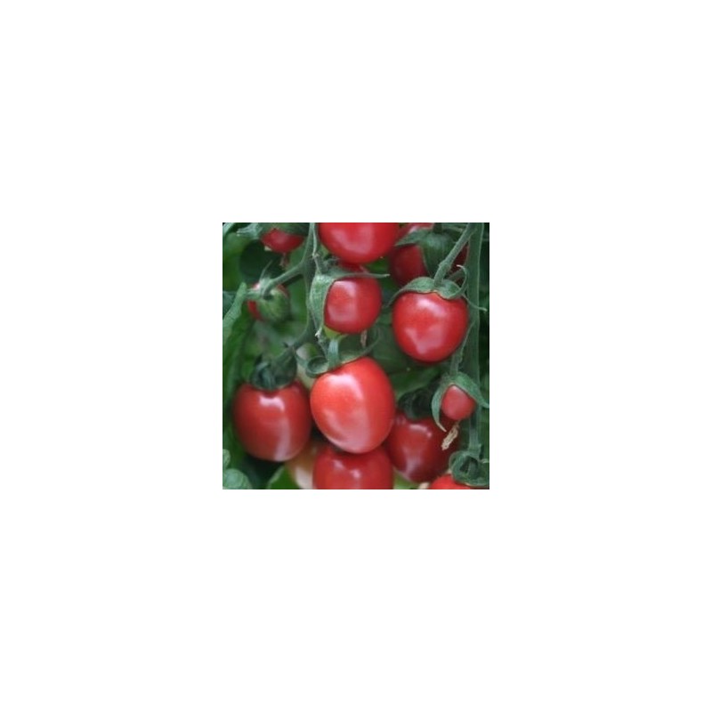 tomate Sunpeach - cherry F1