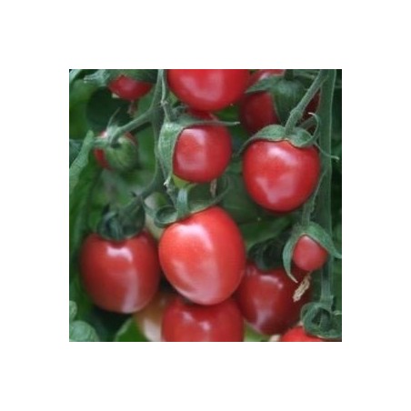 tomate Sunpeach - cherry F1
