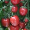 tomate Sunpeach - cherry F1