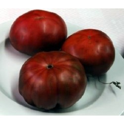 Tomate negro de Crimea - semillas sin tratamiento